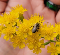 Melissodes druriellus