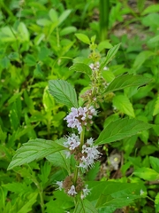 Mentha canadensis