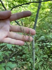 Bromus pubescens