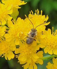 Melissodes druriellus