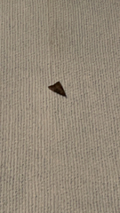 Hypena scabra