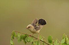 Cisticola exilis