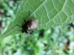 Rhyssocephala