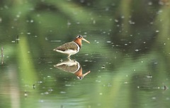 Rostratula benghalensis