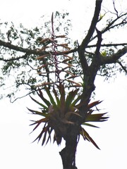 Tillandsia fendleri