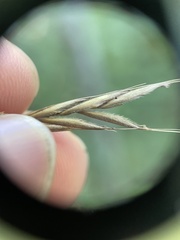 Bromus pubescens