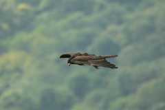 Ictinaetus malaiensis