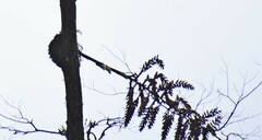 Racinaea riocreuxii