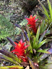 Guzmania lingulata