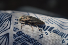 Ectinogonia buquetii