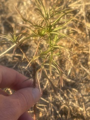 Asclepias fascicularis