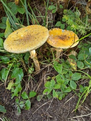 Amanita