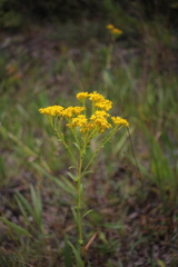 Solidago ohioensis