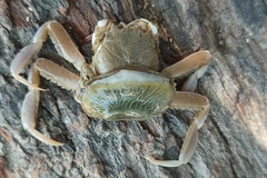 Dorippoides facchino