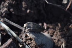 Ectinogonia buquetii