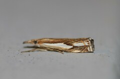 Crambus agitatellus