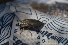 Ectinogonia buquetii