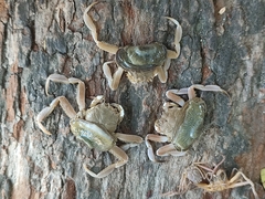 Dorippoides facchino