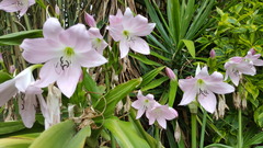 Crinum moorei
