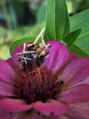 Synchlora
