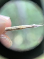 Bromus pubescens