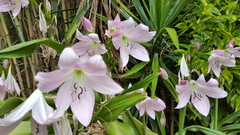 Crinum moorei