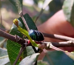 Lampromicra aerea
