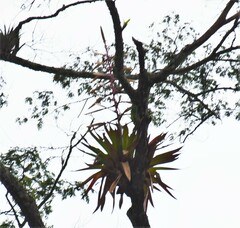 Tillandsia fendleri