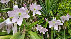 Crinum moorei