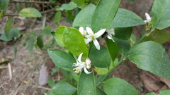 Citrus × aurantiifolia