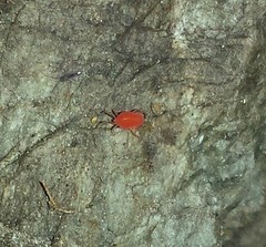 Smarididae