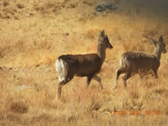 Hippocamelus antisensis