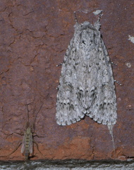 Acronicta rubricoma