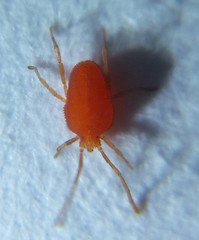 Smarididae