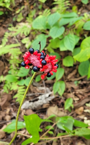 Paeonia obovata (Paeonia obovata)
