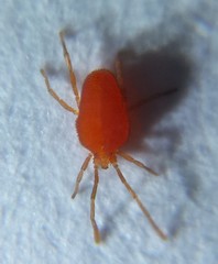 Smarididae