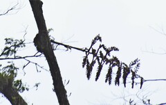 Racinaea riocreuxii