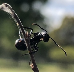 Polyrhachis phryne