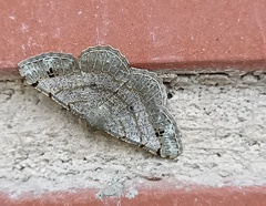 Frederickia nigricomma