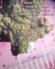 Pseudocyphellaria hawaiiensis