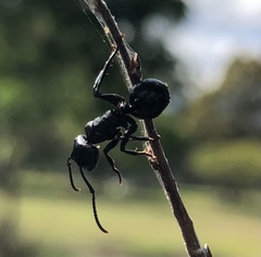 Polyrhachis phryne