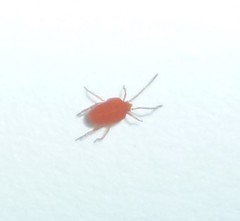 Smarididae