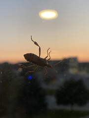 Leptoglossus occidentalis