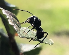 Polyrhachis phryne