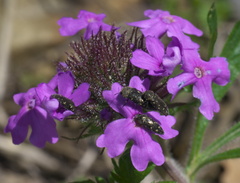 Acmaeodera tubulus