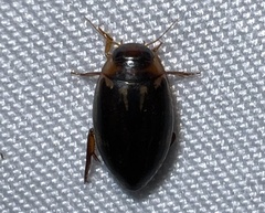 Coptotomus