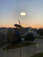 Leptoglossus occidentalis