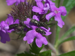 Acmaeodera tubulus