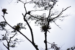 Racinaea riocreuxii