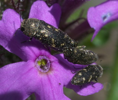 Acmaeodera tubulus